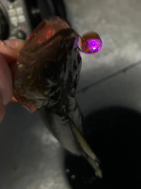 Fish Daddy Dirty Bomb Live Wire