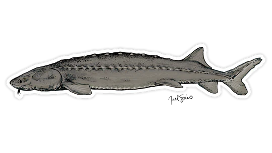 BruleBay Fish Decals