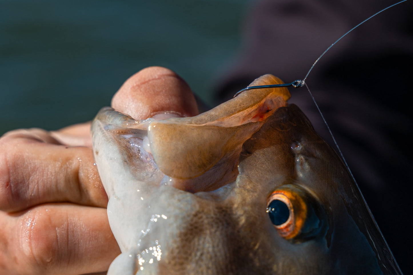 6th Sense Drop Shot Hooks