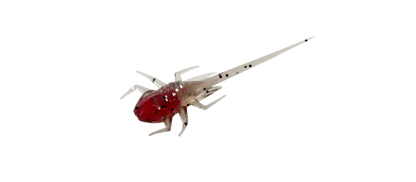 13 Fishing Panfish Plastics