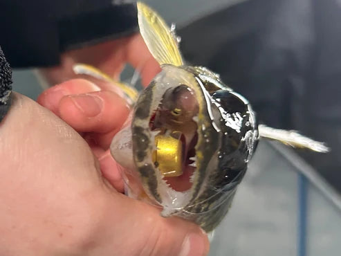 Fish Daddy Dirty Bomb Live Wire