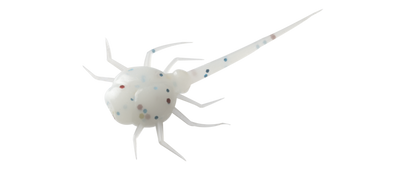 13 Fishing Panfish Plastics