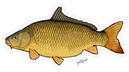 BruleBay Fish Decals