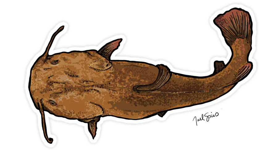 BruleBay Fish Decals