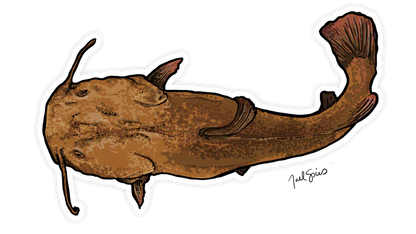 BruleBay Fish Decals