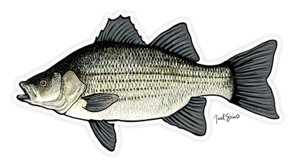 BruleBay Fish Decals