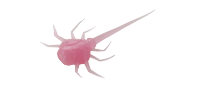 13 Fishing Panfish Plastics