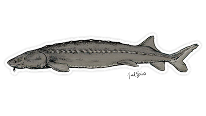 BruleBay Fish Decals