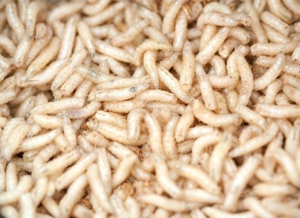 Maggots/Eurolarvae/Spikes