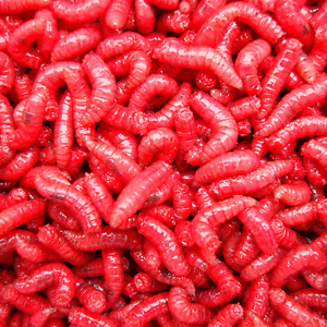 Maggots/Eurolarvae/Spikes