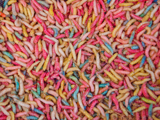 Maggots/Eurolarvae/Spikes