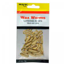 Magic Preserved Wax Worms